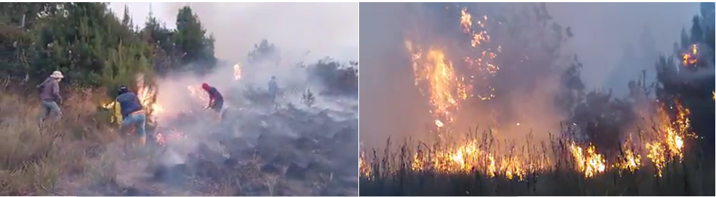 Consecuencias de los incendios forestales en la vegetación